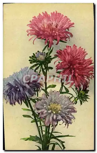 Cartes postales Fantaisie Fleurs