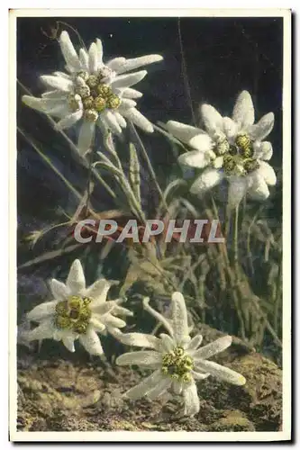 Ansichtskarte AK Fantaisie Fleurs Edelweiss