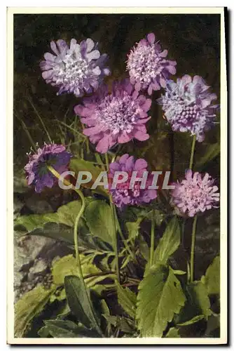 Cartes postales Fantaisie Fleurs Alpine Scabious