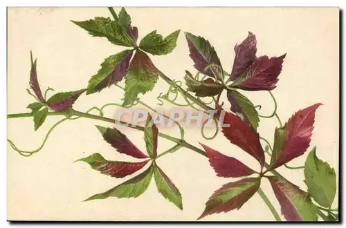 Cartes postales Fantaisie Fleurs