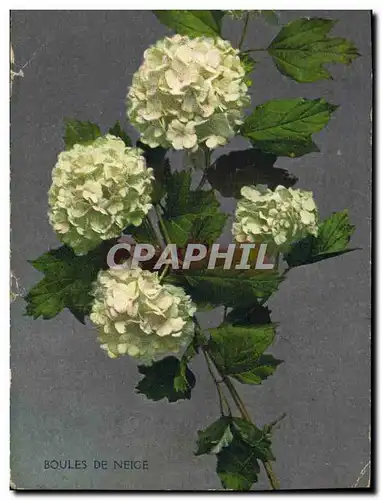 Cartes postales Fantaisie Fleurs