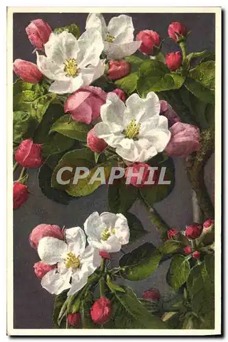 Cartes postales Fantaisie Fleurs Pyrus Malus Fleurs de pommier