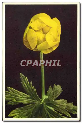 Ansichtskarte AK Fantaisie Fleurs Trollius europaeus