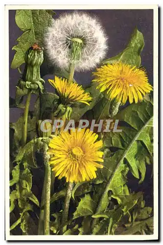 Cartes postales Fantaisie Fleurs Dent de lion