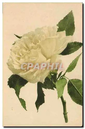 Cartes postales Fantaisie Fleurs