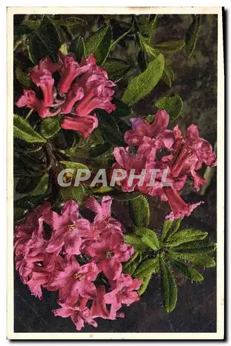 Cartes postales Fantaisie Fleurs Rhododendron cilie