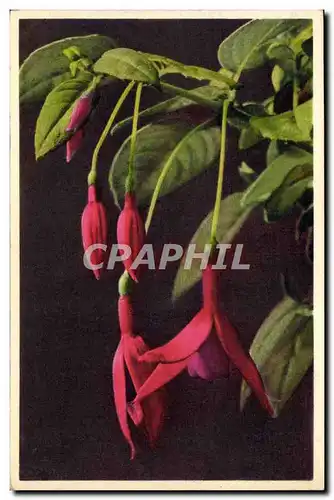 Cartes postales Fantaisie Fleurs Fuchsi