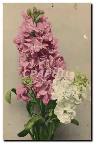 Cartes postales Fantaisie Fleurs