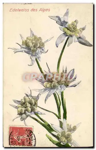 Cartes postales Fantaisie Fleurs Edelweiss des Alpes