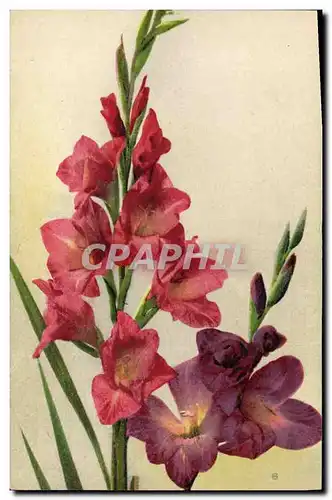 Cartes postales Fantaisie Fleurs