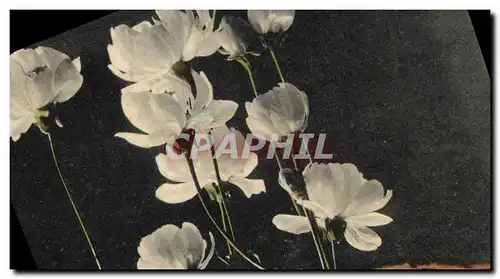 Cartes postales Fantaisie Fleurs