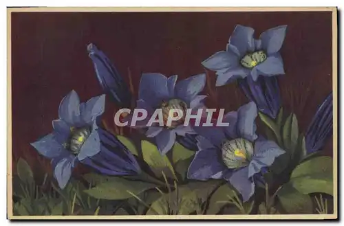 Cartes postales Fantaisie Fleurs Gentiane de Koch