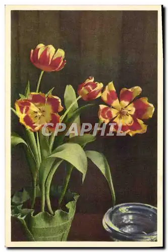 Cartes postales Fantaisie Fleurs Tulipes