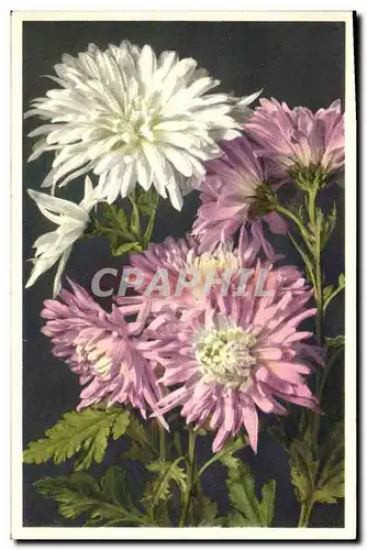 Cartes postales Fantaisie Fleurs Crysantheme de la Chine China