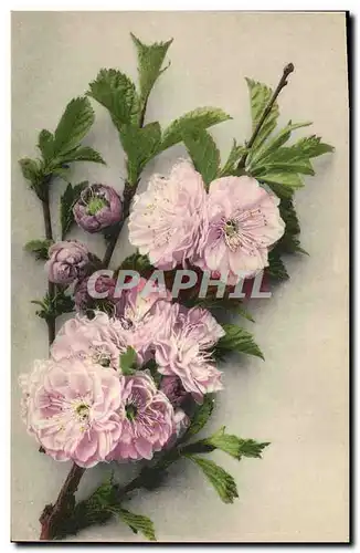 Cartes postales Fantaisie Fleurs