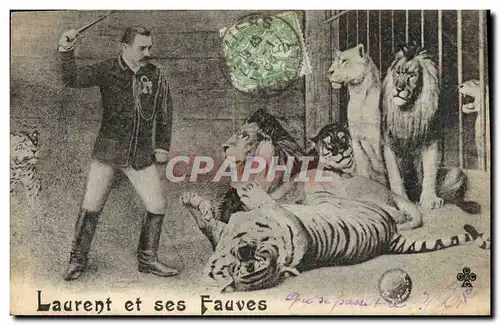 Cartes postales Lion Laurent et ses fauves Tigre TOP