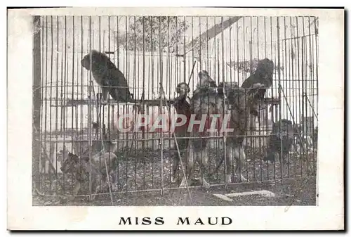 Cartes postales Lion Lions Miss Maud