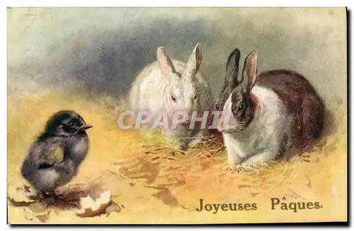 Cartes postales Lapin Lapins Poussin