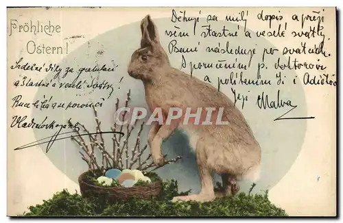 Cartes postales Lapin Lapins Oeufs