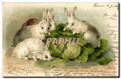 Cartes postales Lapin Lapins