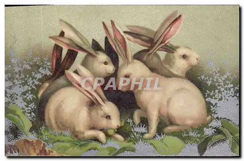 Cartes postales Lapin Lapins