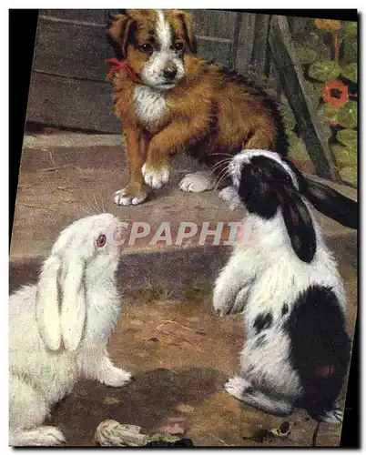 Ansichtskarte AK Lapin Lapins Chien