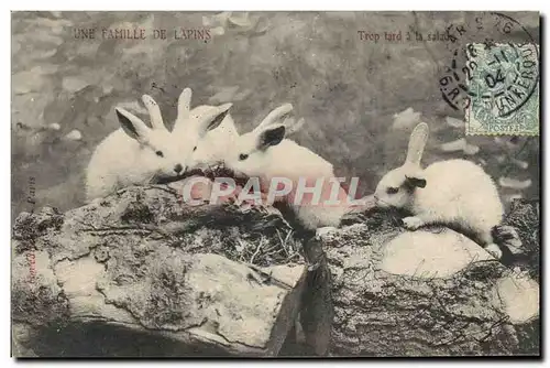 Cartes postales Lapin Lapins