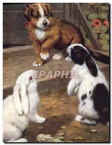 Ansichtskarte AK Lapin Lapins Chien