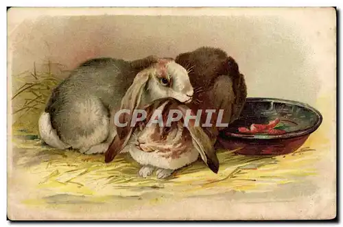 Cartes postales Lapin Lapins