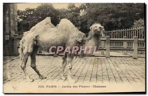 Ansichtskarte AK Paris Jardin des plantes Chameau