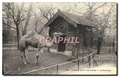 Cartes postales Paris Jardin des plantes Le chameau