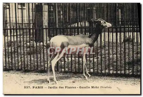 Cartes postales Paris Jardin des plantes Gazelle Mohr Soudan