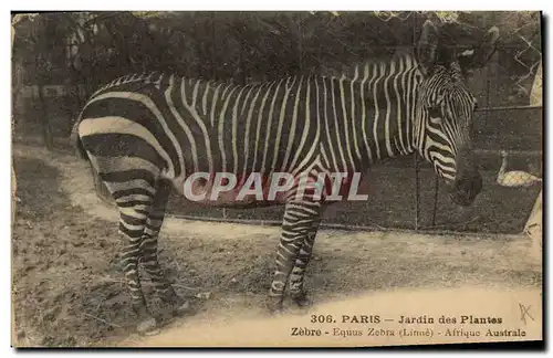 Ansichtskarte AK Paris Jardin des plantes Zebre Equus Zebra Afrique Australe