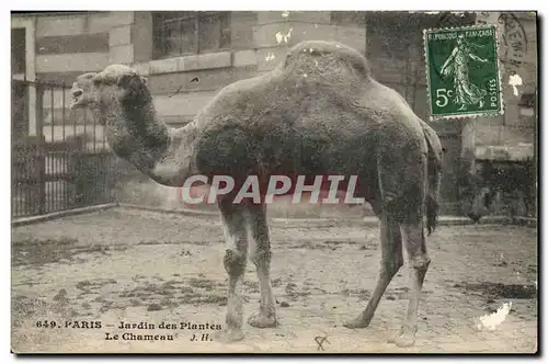 Cartes postales Paris Jardin des plantes Le chameau