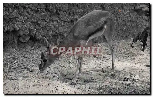 Cartes postales moderne Antilope