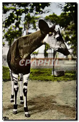 Moderne Karte Faune africaine Okapi