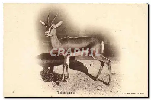 Cartes postales Gazelle du Sud