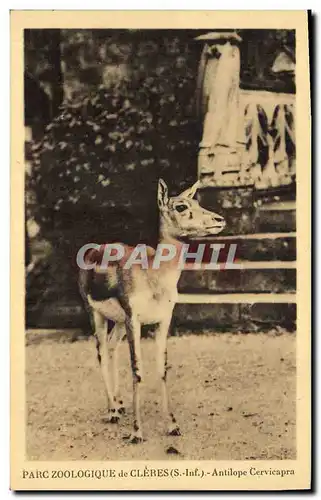 Ansichtskarte AK Parc zoologique de Cleres Antilope Cervicapra