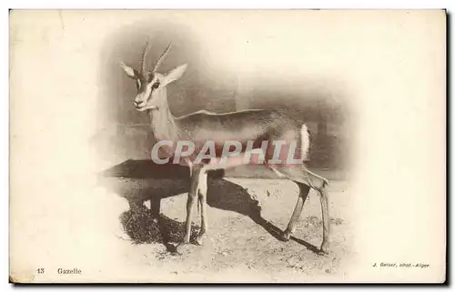 Cartes postales Gazelle