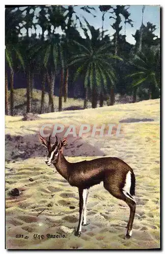 Cartes postales Une gazelle