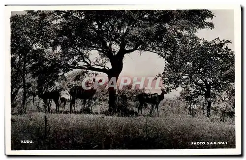 Cartes postales moderne Antilopes Kudu