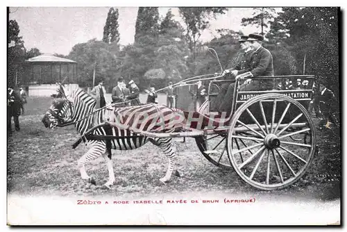 Cartes postales Zebre a robe Isabelle rayee de brun Afrique