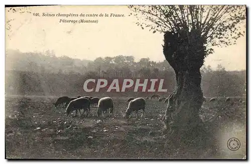 Ansichtskarte AK Scenes champetres du centre de la France Paturages Moutons