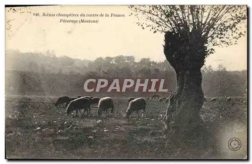 Cartes postales Scenes champetres du centre de la France Paturages Moutons