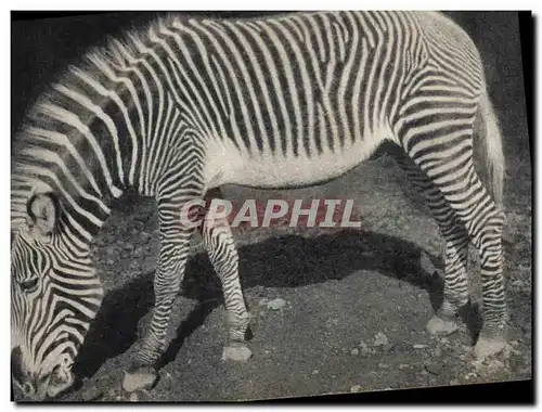 Cartes postales Museum National d&#39Histoire Naturelle Parc zoologique du bois de Vincennes Paris Zebre de Grev