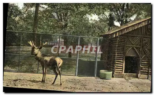 Cartes postales Paris Jardin des Plantes Le cerf