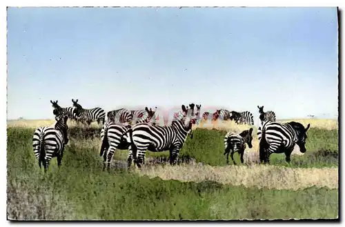 Moderne Karte Faune africaine Troupeau de zebres