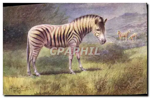 Cartes postales Zebre