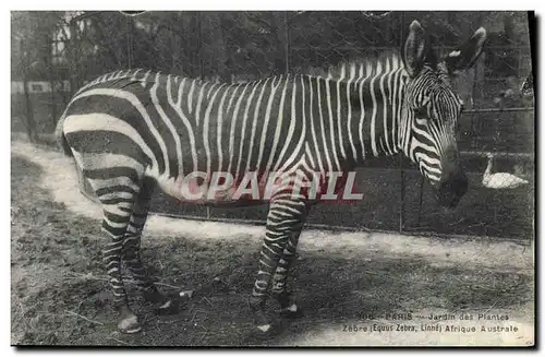 Cartes postales Paris Jardin des Plantes Zebre Afrique Australe