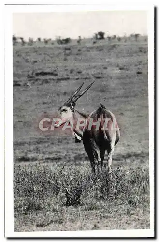 Cartes postales Kenya Uganda Tanganyka